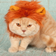 Image for article titled Rejoice! Society Finally Has the 24-Hour All Cat Channel It Deserves